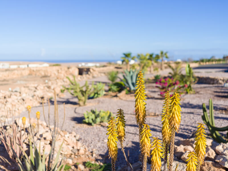 Aloe vera of Fuerteventura