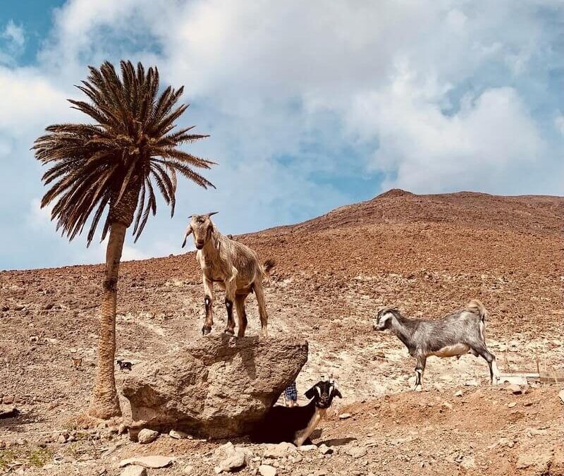 Cabras de Fuerteventura